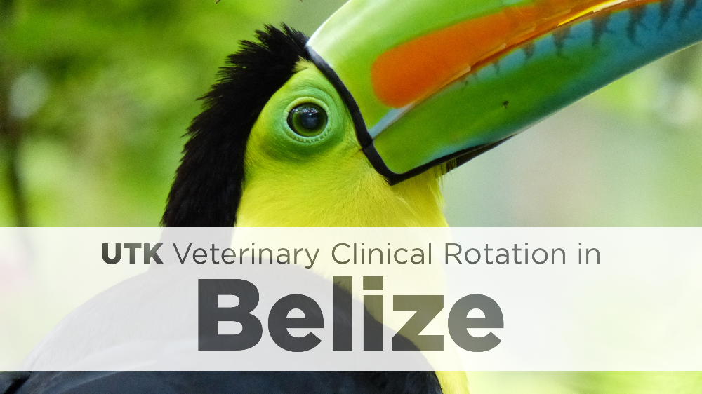 UTK Veterinary Clinical Rotation in Belize